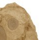 SpeakerCraft® SC-RS6 Outdoor 150-Watt-Continuous-Power Rock Speaker (Sandstone)